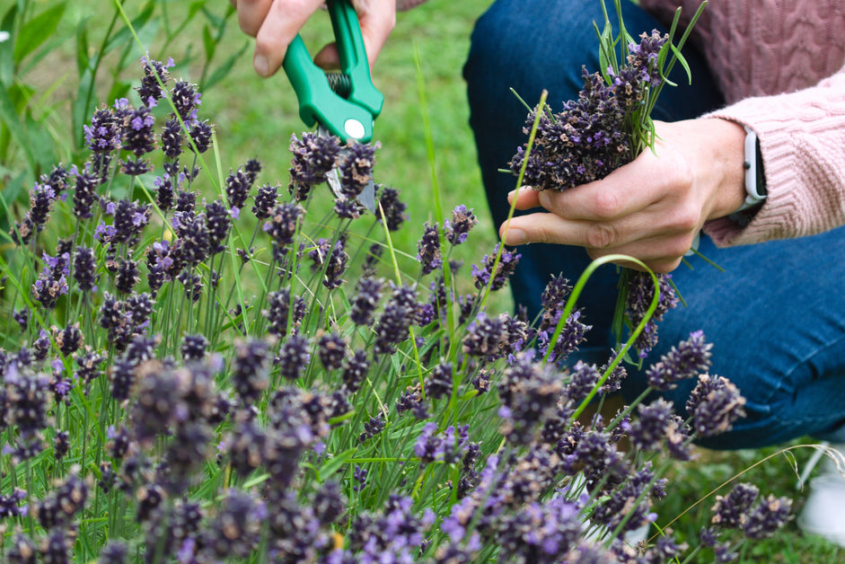 What Are the Best Safety Glasses for Lawn Care?