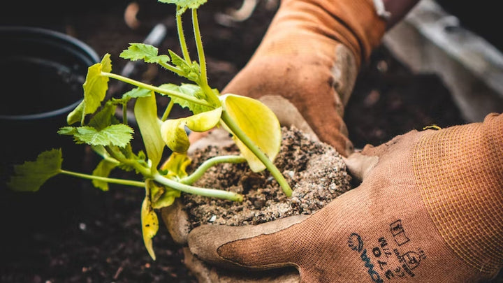 What Are The Best Glasses For Gardening?